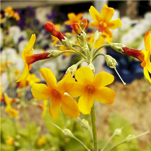 Primula chungensis