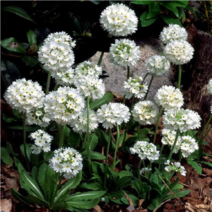 Primula denticulata Alba