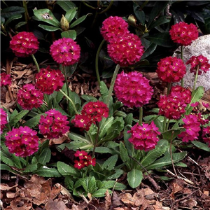 Primula denticulata Rubin