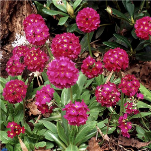 Primula denticulata Rubin