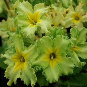 Primula Francisca