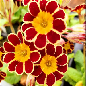 Primula Gold Lace Red