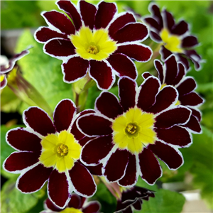 Primula Victorian Red Laced