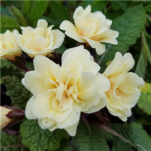 Primula Guernsey Cream