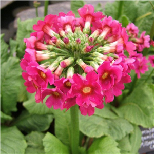 Primula japonica Millers Crimson