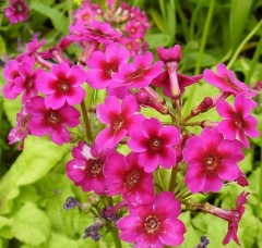 Primula japonica Millers Crimson