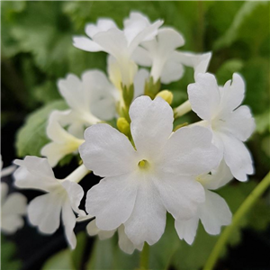 Primula marginata Alba