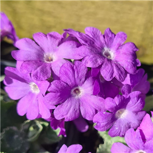 Primula marginata Grandiflora