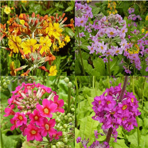 Primula candelabra Rainbow