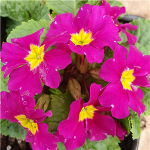 Primula Mrs F Neave