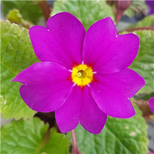 Primula Perle Von Botropp