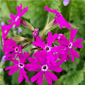 Primula sieboldii Aka-Tonba