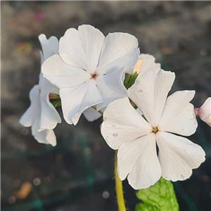 Primula sieboldii Aketamagari 006