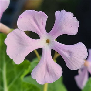 Primula sieboldii Anake