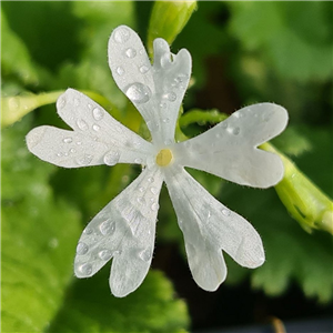 Primula sieboldii Aoba No Fue