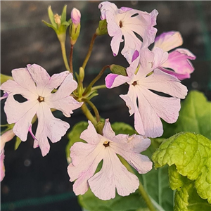 Primula sieboldii Banshun