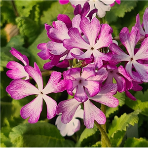 Primula sieboldii Cherubim