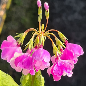 Primula sieboldii Chononemuri