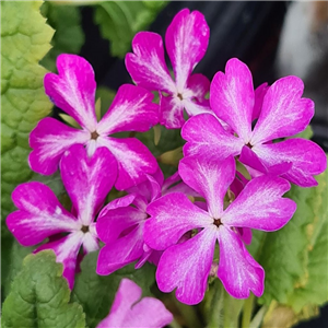 Primula sieboldii Daikoshi