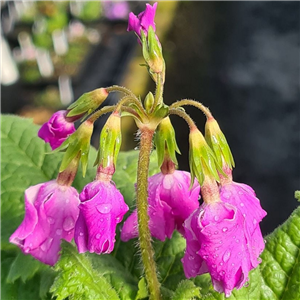 Primula sieboldii Dairiki- Muso