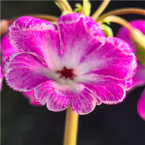 Primula sieboldii Doushi Bai