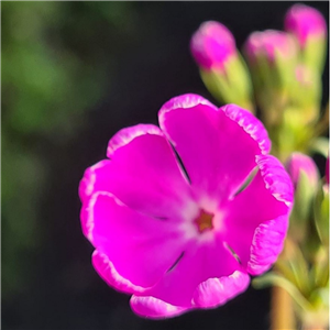 Primula sieboldii Ekiro No Suzu