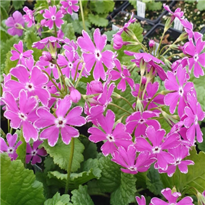 Primula sieboldii Essie