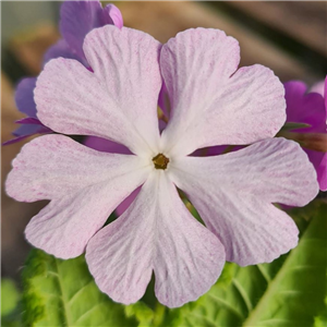 Primula sieboldii Genyo Rakis