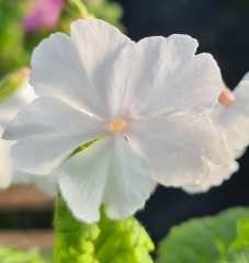 Primula sieboldii Ginsekai