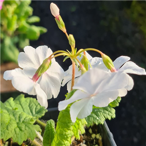 Primula sieboldii Ginsekai