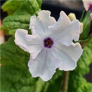 Primula sieboldii Hamana no Kasane