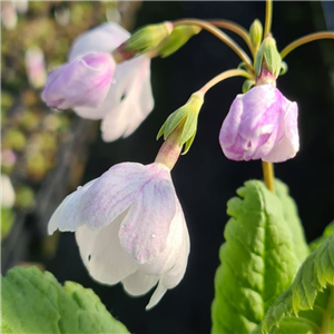 Primula sieboldii Hana Fubuki