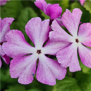 Primula sieboldii Hana Nishiki