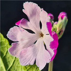 Primula sieboldii Hanachrusato