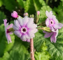 Primula sieboldii Hanako