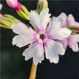 Primula sieboldii Hanako