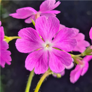 Primula sieboldii Haro-no-Aretonbo