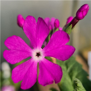 Primula sieboldii Hashi Benkei