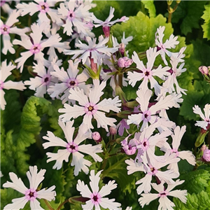 Primula sieboldii Hitome