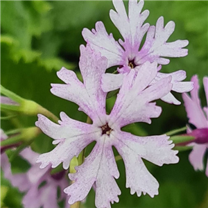 Primula sieboldii Hokutosei