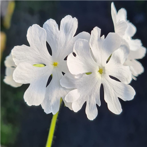 Primula sieboldii Karafune