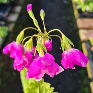 Primula sieboldii Karako Asobii