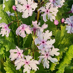 Primula sieboldii Kashima