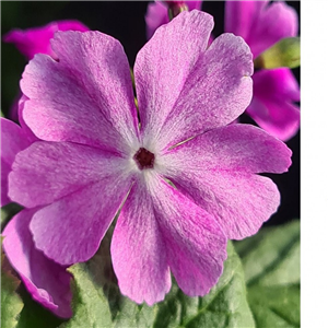 Primula sieboldii Kenkou