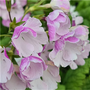 Primula sieboldii Kotyou no mai