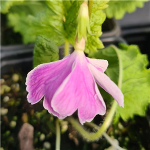 Primula sieboldii Kumi No Hakari