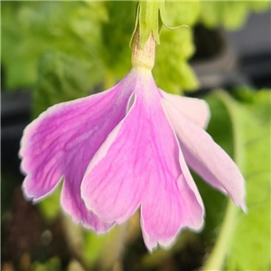 Primula sieboldii Kuni No Hikare 062