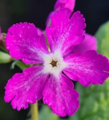 Primula sieboldii Kyo-kanoko