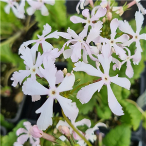 Primula sieboldii Kyoho