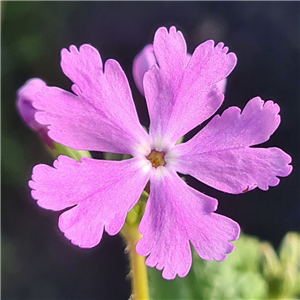 Primula sieboldii Molly